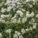 A stand of white flowers clustered together
